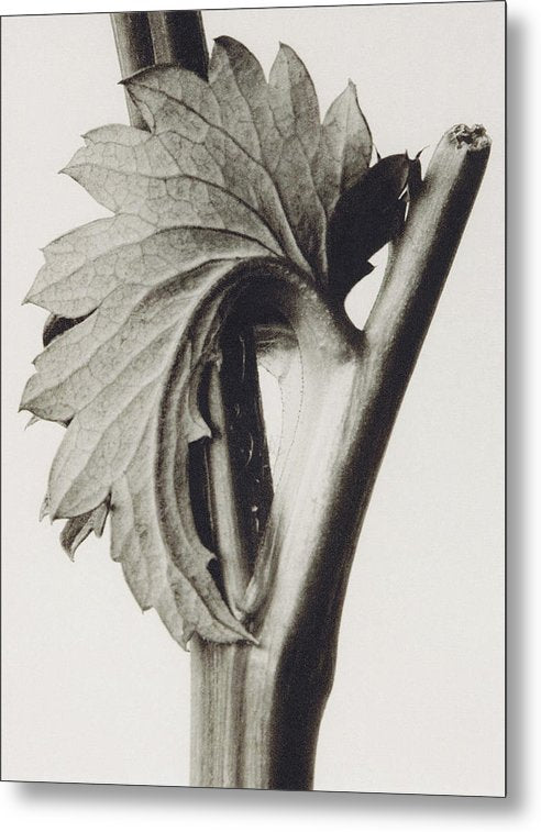 Herbarium, Plate 52, c1920 / Art Photo - Metal Print