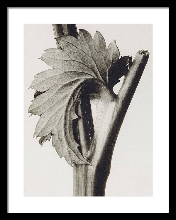 Herbarium, Plate 52, c1920 / Art Photo - Framed Print