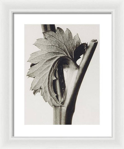 Herbarium, Plate 52, c1920 / Art Photo - Framed Print