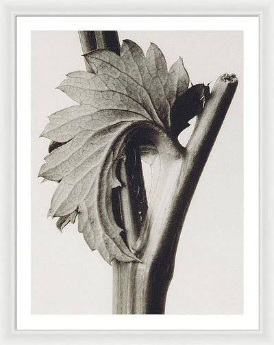 Herbarium, Plate 52, c1920 / Art Photo - Framed Print