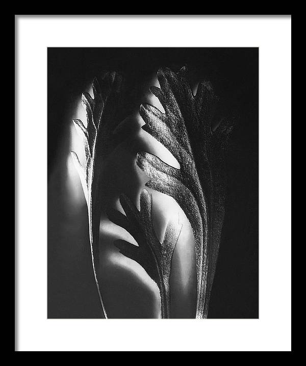 Herbarium, Plate 53 / Art Photo - Framed Print