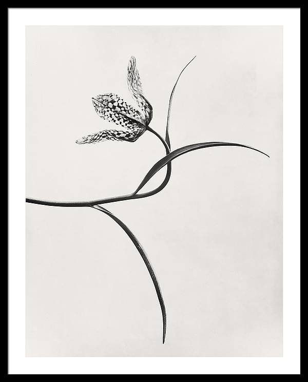 Herbarium, Plate 54, c1920 / Art Photo - Framed Print