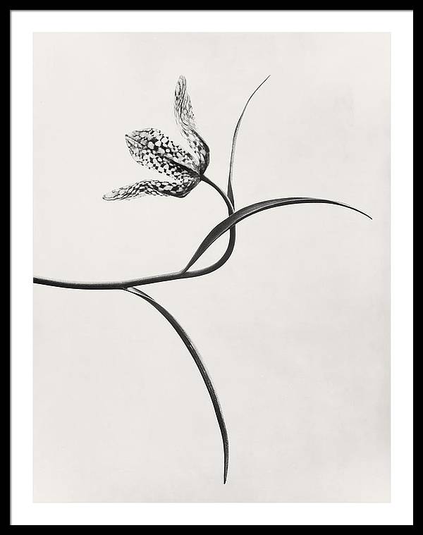 Herbarium, Plate 54, c1920 / Art Photo - Framed Print