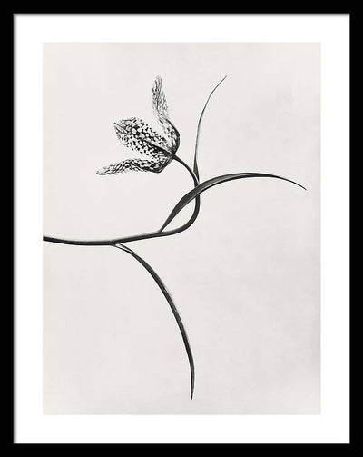 Herbarium, Plate 54, c1920 / Art Photo - Framed Print