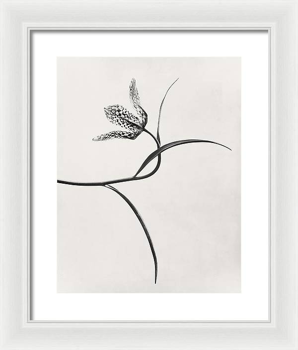 Herbarium, Plate 54, c1920 / Art Photo - Framed Print