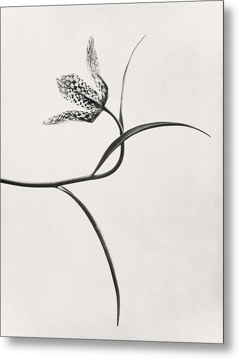 Herbarium, Plate 54, c1920 / Art Photo - Metal Print