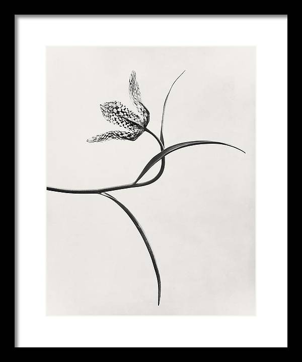 Herbarium, Plate 54, c1920 / Art Photo - Framed Print