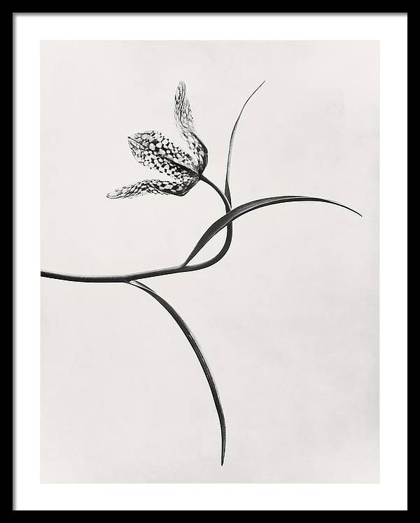 Herbarium, Plate 54, c1920 / Art Photo - Framed Print