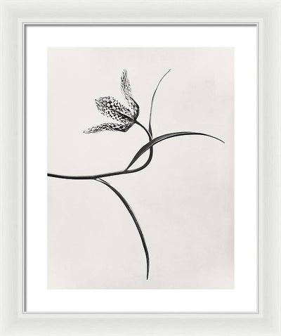 Herbarium, Plate 54, c1920 / Art Photo - Framed Print