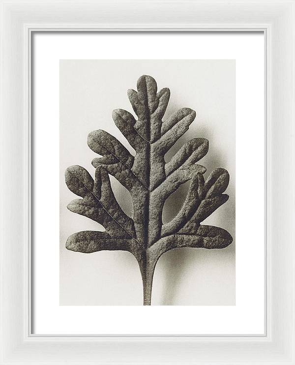 Herbarium, Plate 55, c1920 / Art Photo - Framed Print