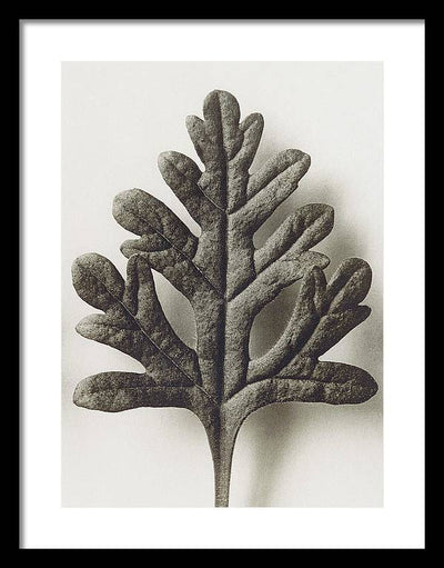 Herbarium, Plate 55, c1920 / Art Photo - Framed Print