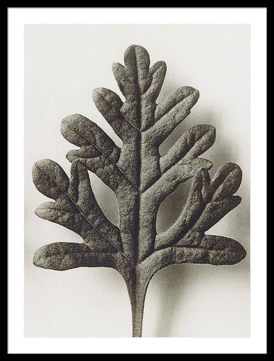 Herbarium, Plate 55, c1920 / Art Photo - Framed Print