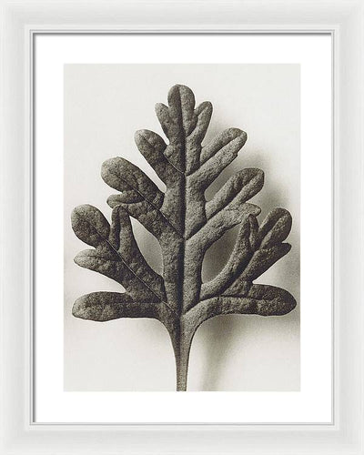 Herbarium, Plate 55, c1920 / Art Photo - Framed Print