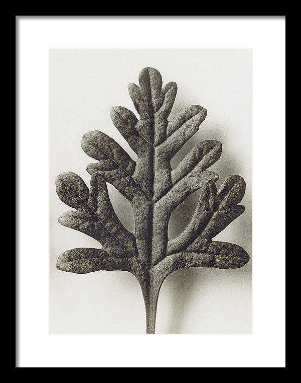 Herbarium, Plate 55, c1920 / Art Photo - Framed Print