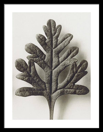 Herbarium, Plate 55, c1920 / Art Photo - Framed Print