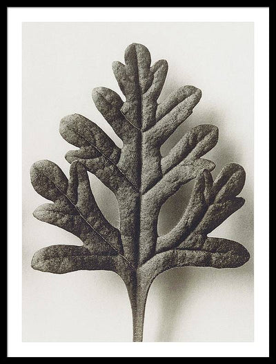 Herbarium, Plate 55, c1920 / Art Photo - Framed Print