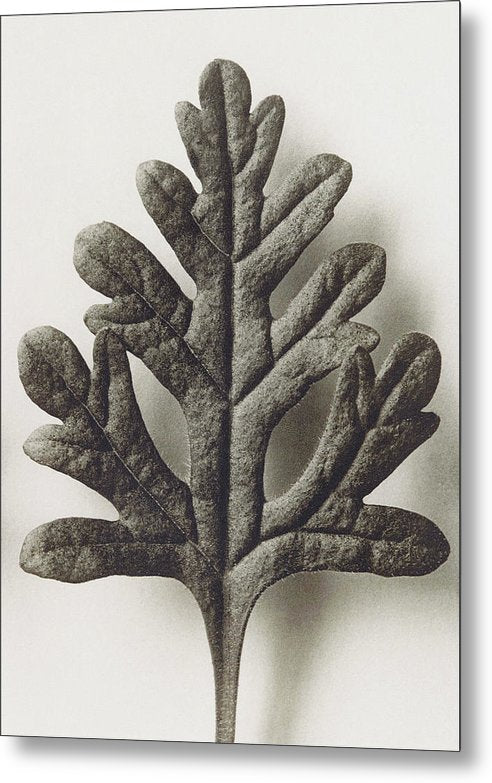 Herbarium, Plate 55, c1920 / Art Photo - Metal Print