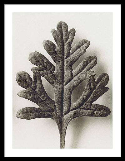 Herbarium, Plate 55, c1920 / Art Photo - Framed Print