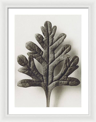 Herbarium, Plate 55, c1920 / Art Photo - Framed Print