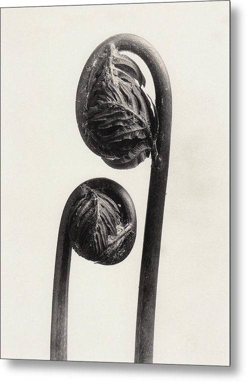 Herbarium, Plate 56, c1920 / Art Photo - Metal Print