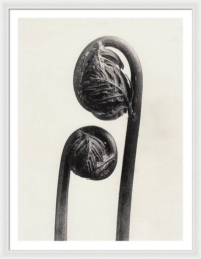 Herbarium, Plate 56, c1920 / Art Photo - Framed Print