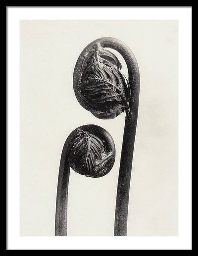 Herbarium, Plate 56, c1920 / Art Photo - Framed Print