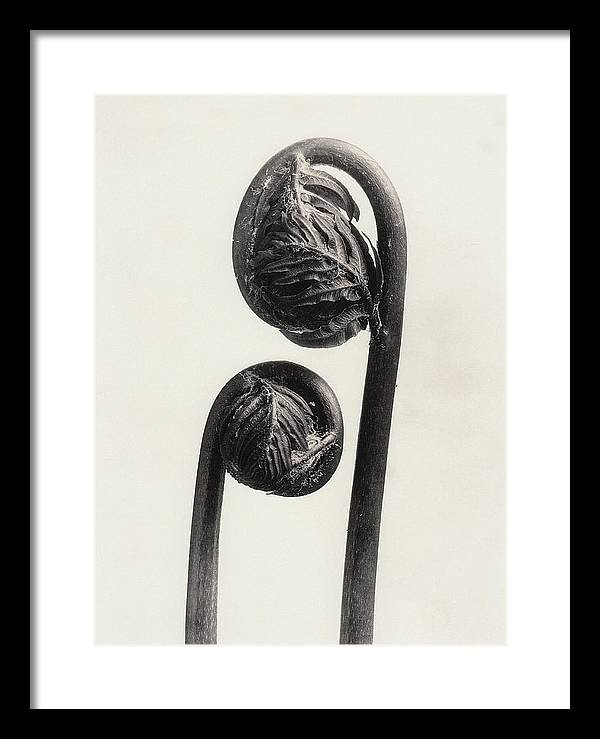 Herbarium, Plate 56, c1920 / Art Photo - Framed Print