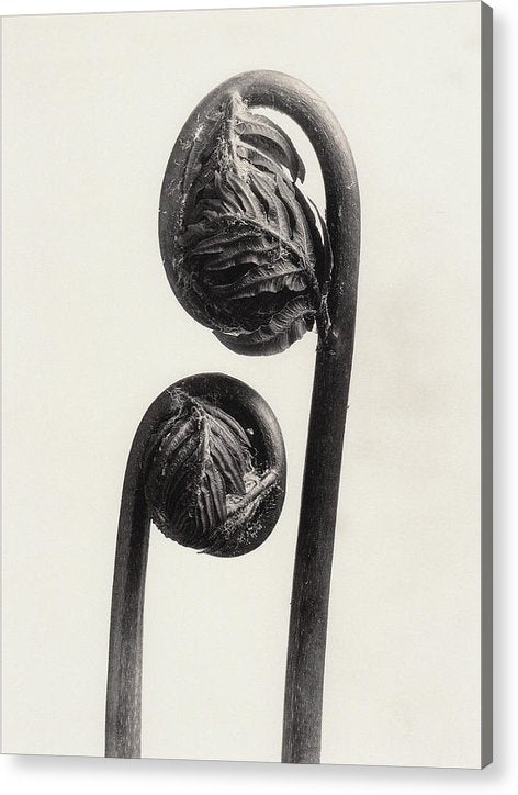 Herbarium, Plate 56, c1920 / Art Photo - Acrylic Print