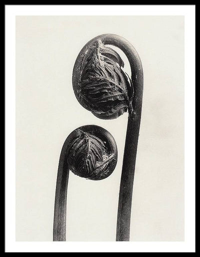 Herbarium, Plate 56, c1920 / Art Photo - Framed Print