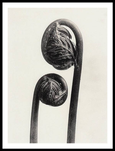 Herbarium, Plate 56, c1920 / Art Photo - Framed Print