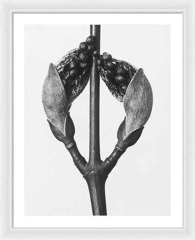 Herbarium, Plate 57, c1920 / Art Photo - Framed Print