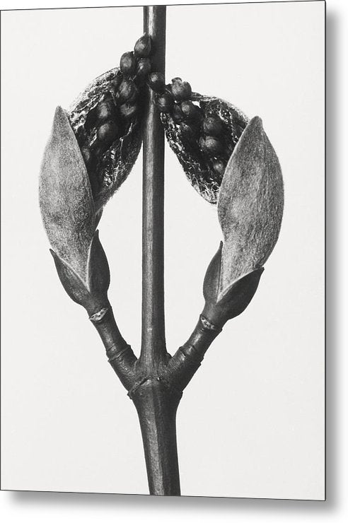 Herbarium, Plate 57, c1920 / Art Photo - Metal Print