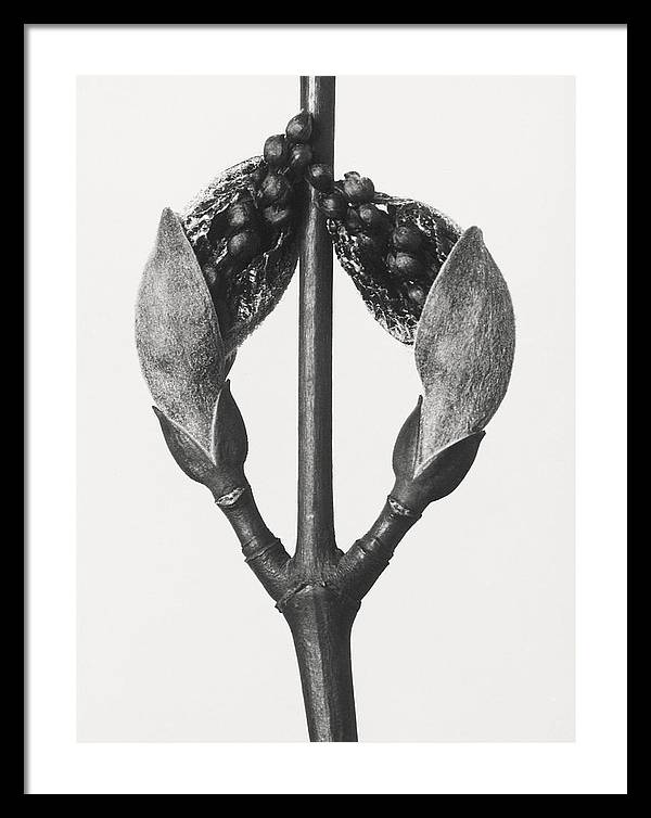 Herbarium, Plate 57, c1920 / Art Photo - Framed Print