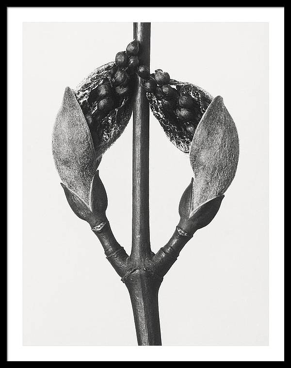 Herbarium, Plate 57, c1920 / Art Photo - Framed Print