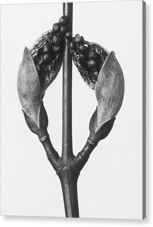 Herbarium, Plate 57, c1920 / Art Photo - Acrylic Print