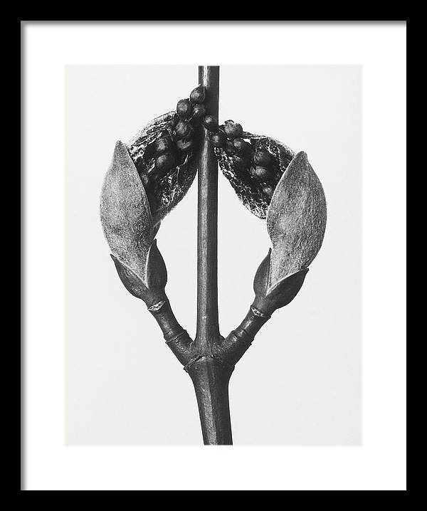 Herbarium, Plate 57, c1920 / Art Photo - Framed Print