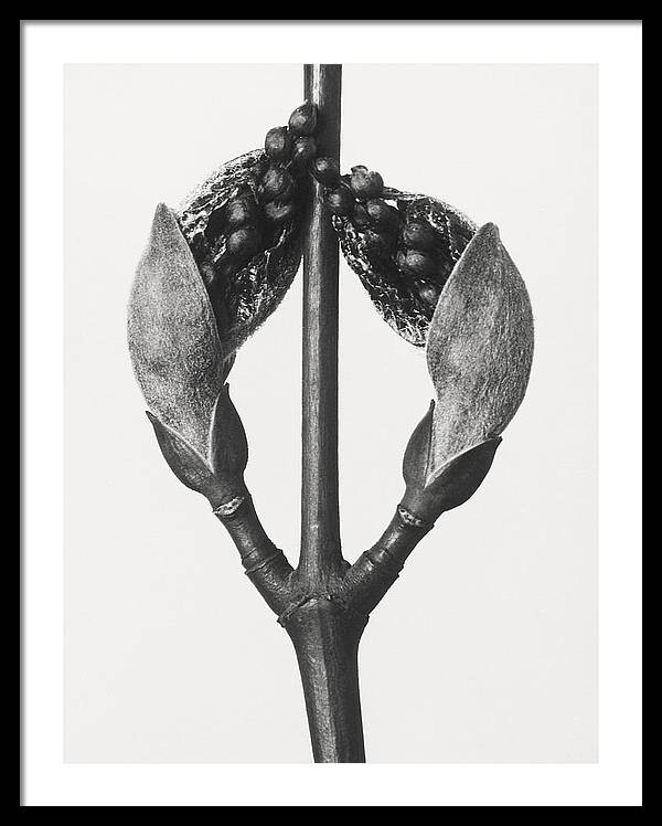 Herbarium, Plate 57, c1920 / Art Photo - Framed Print