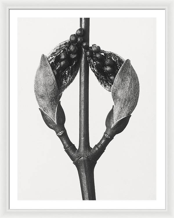 Herbarium, Plate 57, c1920 / Art Photo - Framed Print