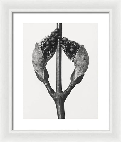 Herbarium, Plate 57, c1920 / Art Photo - Framed Print