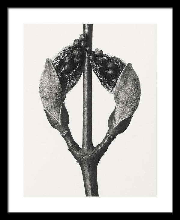 Herbarium, Plate 57, c1920 / Art Photo - Framed Print