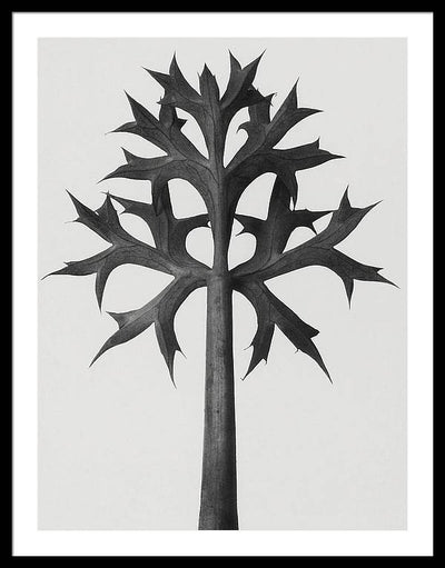 Herbarium, Plate 59, c1920 / Art Photo - Framed Print