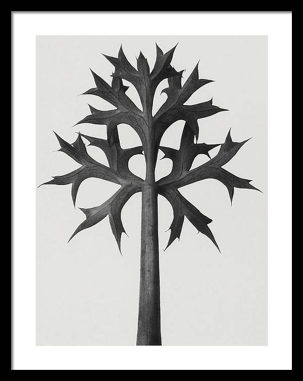 Herbarium, Plate 59, c1920 / Art Photo - Framed Print