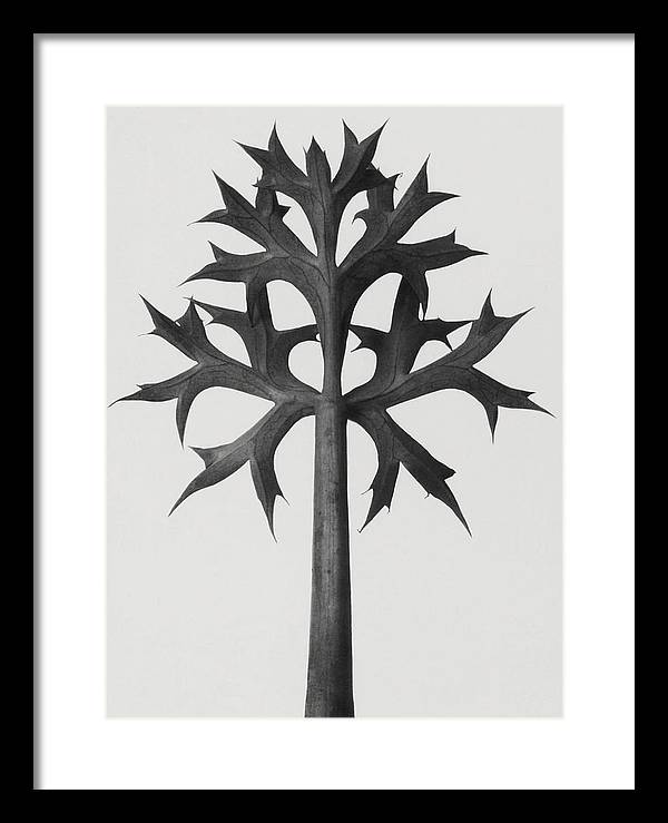 Herbarium, Plate 59, c1920 / Art Photo - Framed Print