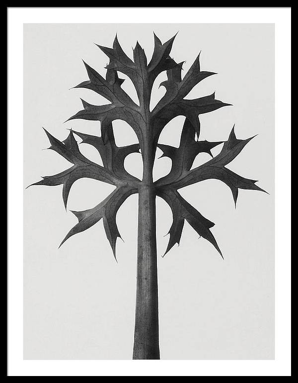 Herbarium, Plate 59, c1920 / Art Photo - Framed Print