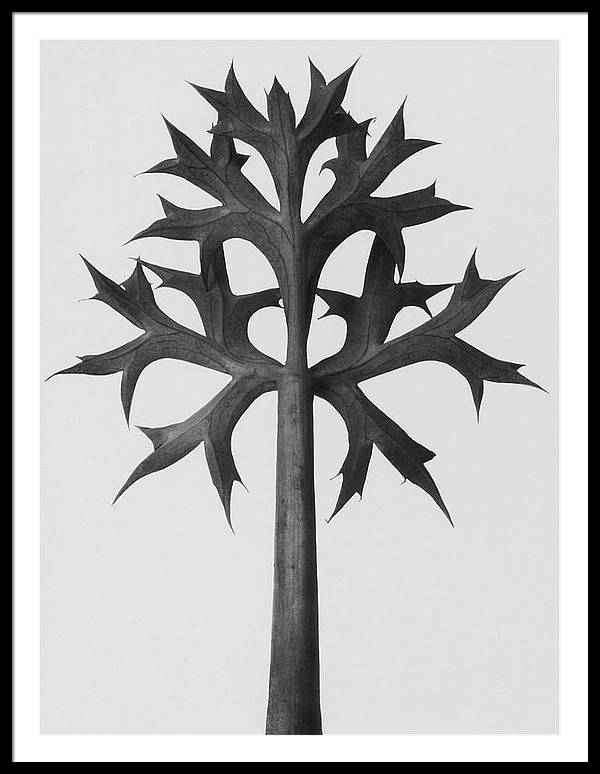 Herbarium, Plate 59, c1920 / Art Photo - Framed Print