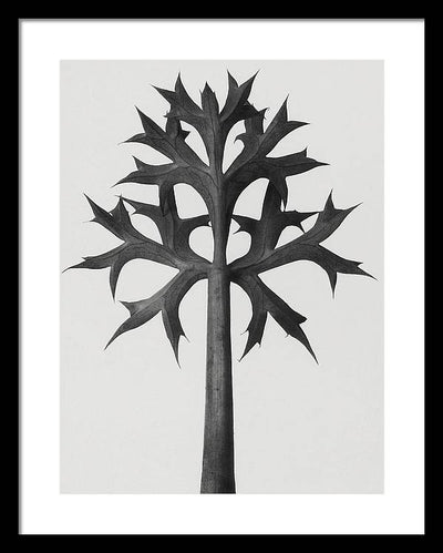 Herbarium, Plate 59, c1920 / Art Photo - Framed Print