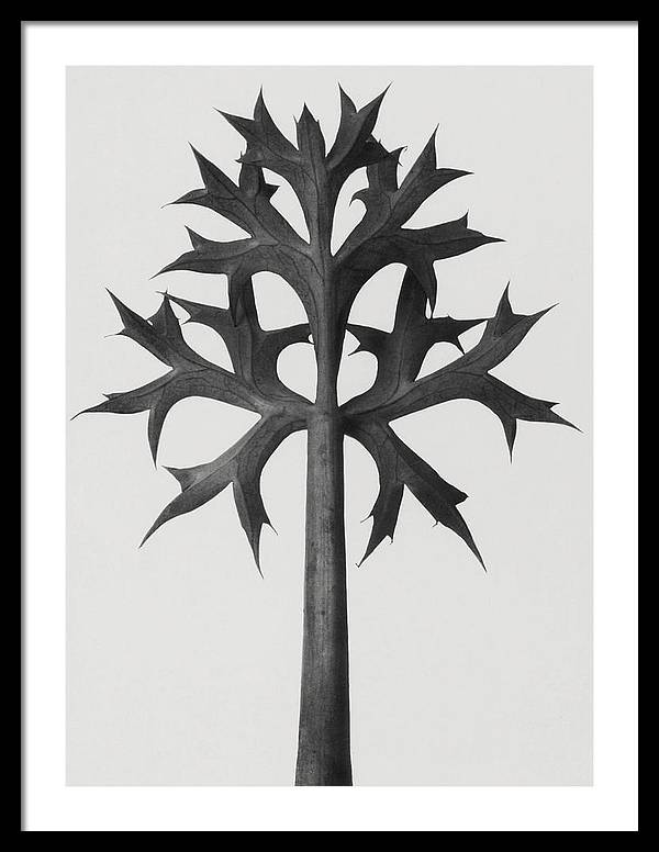 Herbarium, Plate 59, c1920 / Art Photo - Framed Print