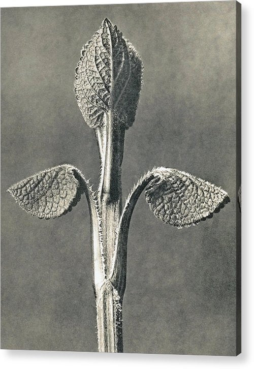 Herbarium, Plate 6, c1920 / Art Photo - Acrylic Print