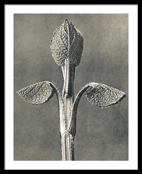 Herbarium, Plate 6, c1920 / Art Photo - Framed Print