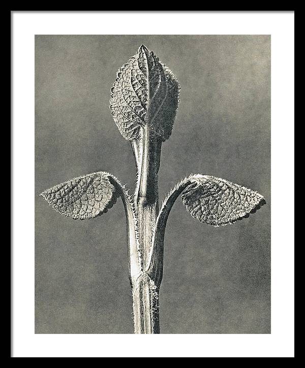 Herbarium, Plate 6, c1920 / Art Photo - Framed Print